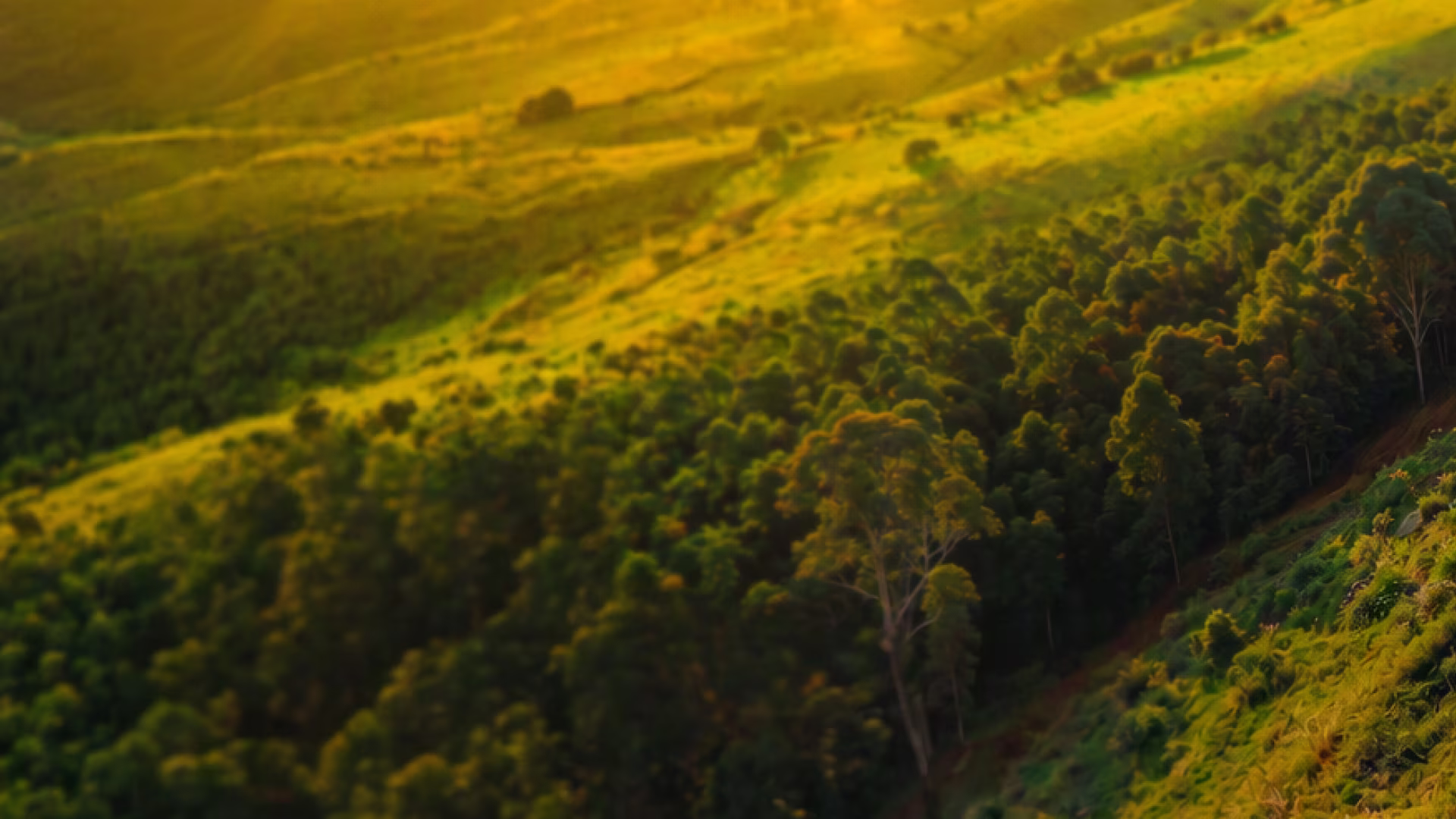 Vista aérea de uma área de mata cercada por campos