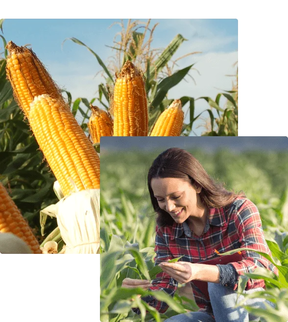 Estagiária mulher funcionária sorridente caucasiana no campo com espigas de milho