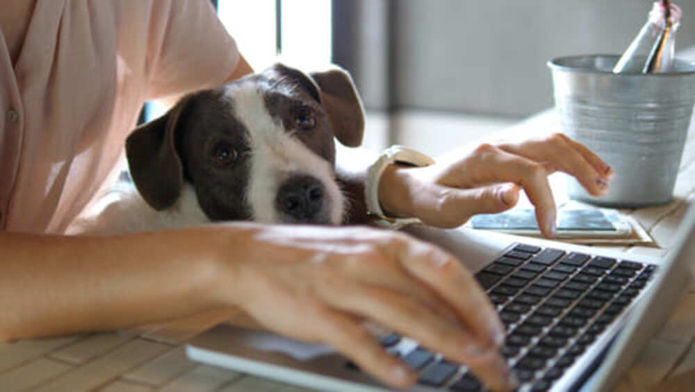 modelo de trabalho remoto por home office